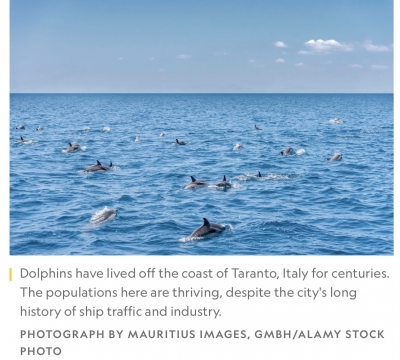 TARANTO DELLE MERAVIGLIE/  Il National Geographic: da città industriale a patria dei delfini